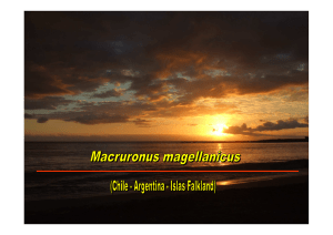 Macruronus magellanicus - Merluza de cola