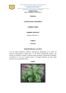 Melissa officinalis L. Labiateae Con los tallos herbáceos rastreros