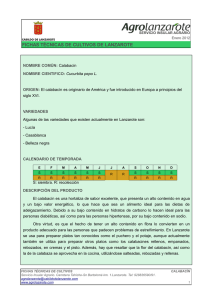 Ficha técnica del cultivo de calabacín