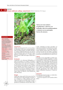 Arum italicum subsp. canariensis