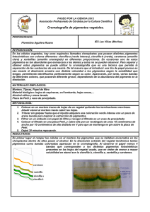 Cromatografía de pigmentos vegetales.