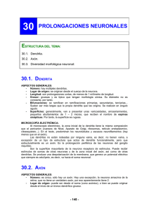 Prolongaciones neuronales.