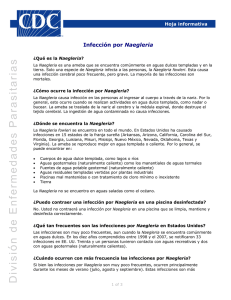 Naegleria Fact Sheet in Spanish