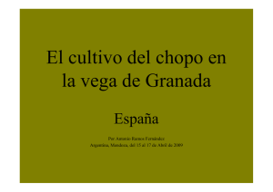 El cultivo del chopo en Granada