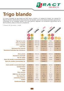 Trigo blando - RAGT Semences