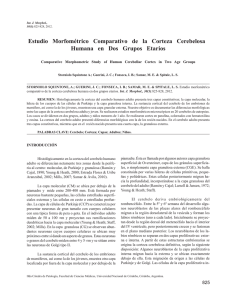 Estudio Morfométrico Comparativo de la Corteza Cerebelosa