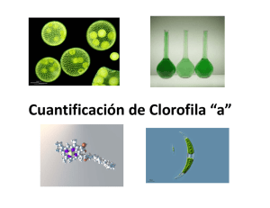 Cuantificación de Clorofila