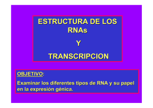 ESTRUCTURA DE LOS RNAs Y TRANSCRIPCION