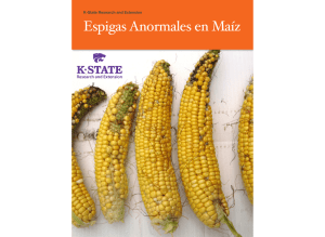 Espigas Anormales en Maíz - Agronomy