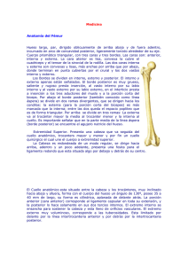 Medicina Anatomía del Fémur Hueso largo, par