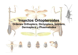 Insectos Ortopteroides