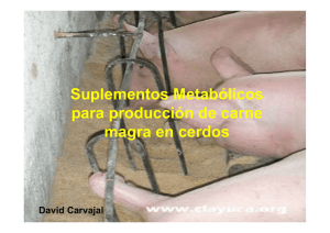 Suplementos Metabólicos para producción de carne magra en cerdos
