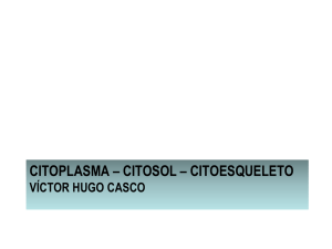 Citoplasma-Citosol