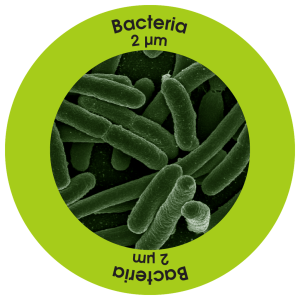 Bacteria Bacteria