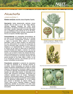 Alcachofa cynara scolymus L.