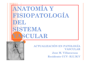 2 Anatomía fisiología del sistema vascular