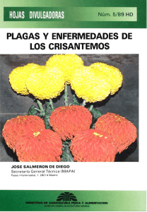 plagas y enfermedades de los crisantemos