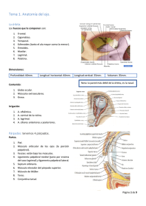 Tema 1. Anatomía del ojo.