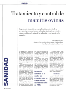 Tratamiento y control de mamitis ovinas