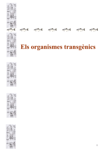 Els organismes transgènics