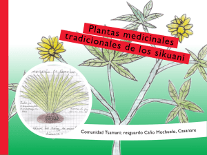 Plantas medicinales tradicionales de los sikuani