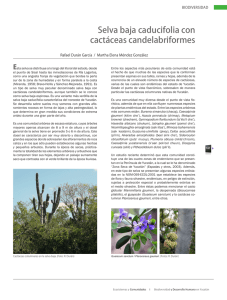 Selva baja caducifolia con cactáceas candelabriformes