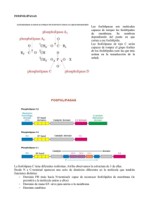 FOSFOLIPASAS Las fosfolipasas son moléculas capaces de romper