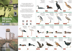 50 Birds of the Aiguamolls de l`Empordà