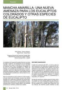 mancha amarilla: una nueva amenaza para los eucaliptos
