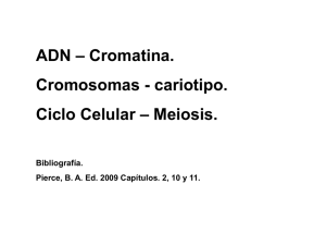 Cromatina. Ciclo Celular Morfología cromosómica