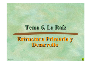 Tema 6. La Raíz Estructura Primaria y Desarrollo Estructura