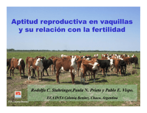 Aptitud reproductiva en vaquillas y su relación con la fertilidad