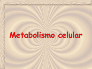 Metabolismo - ies "poeta claudio rodríguez"
