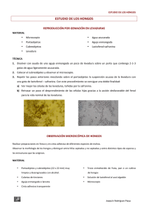 estudio de los hongos - Joaquín Rodríguez Piaya