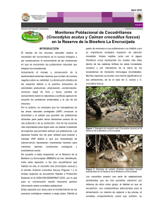 Monitoreo Poblacional de Cocodrilianos (Crocodylus acutus y