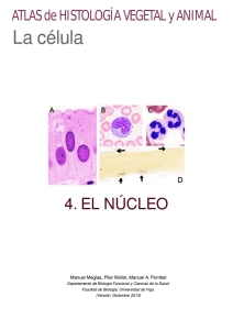 4.- El núcleo - Atlas de Histología Vegetal y Animal