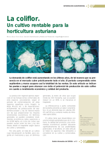 La coliflor. Un cultivo rentable para la horticultura asturiana