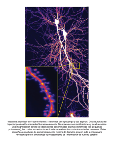 Neuronas del hipocampo y sus espinas. Dos neuronas del