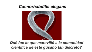 C elegans SAltabe 19-5