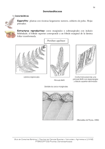Dennstaedtiaceae Esporofito: plantas con rizomas largamente
