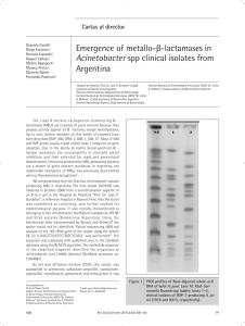 Emergence of metallo-β-lactamases in Acinetobacter spp