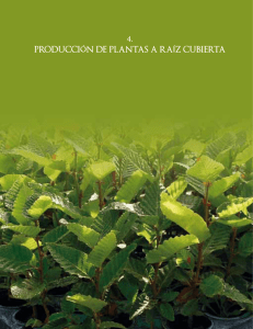 4. PRODUCCIÓN DE PLANTAS A RAÍZ CUBIERTA