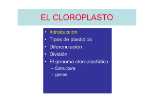 cloroplasto [Només de lectura]