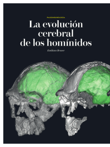 La evolución cerebral de los homínidos