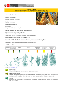 cartilla n° 03 condiciones agroclimaticas cultivo de maiz