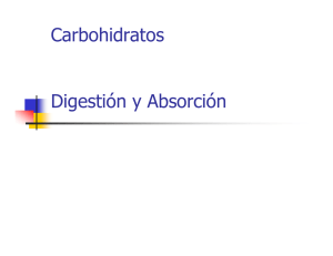 Carbohidratos Digestión y Absorción