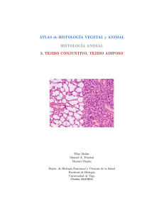 Conectivo adiposo - Atlas de Histología Vegetal y Animal