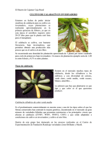 Boletín nº 50. Siembra de calabacín en invernadero.