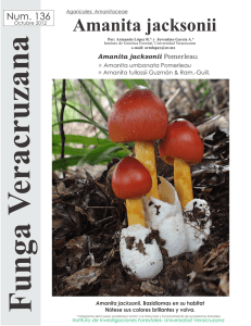 Amanita jacksonii - Funga Veracruzana