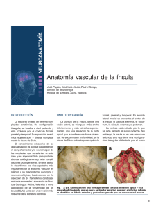 Anatomía vascular de la ínsula
